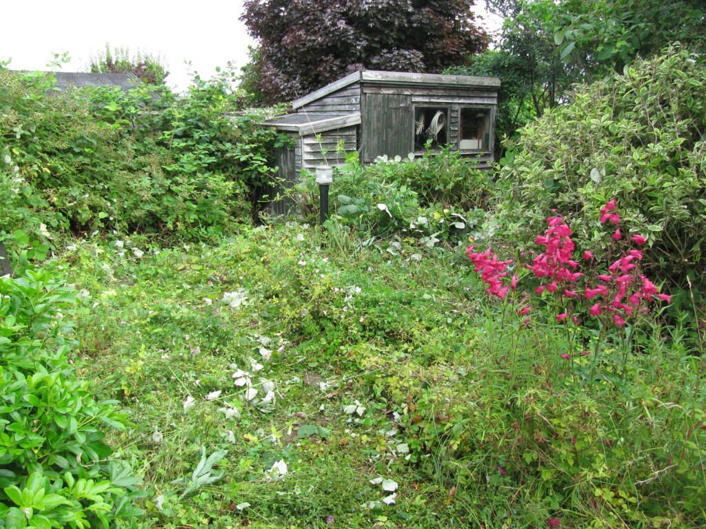 Overgrown garden with a small gray shed and bright pink flowers among dense greenery