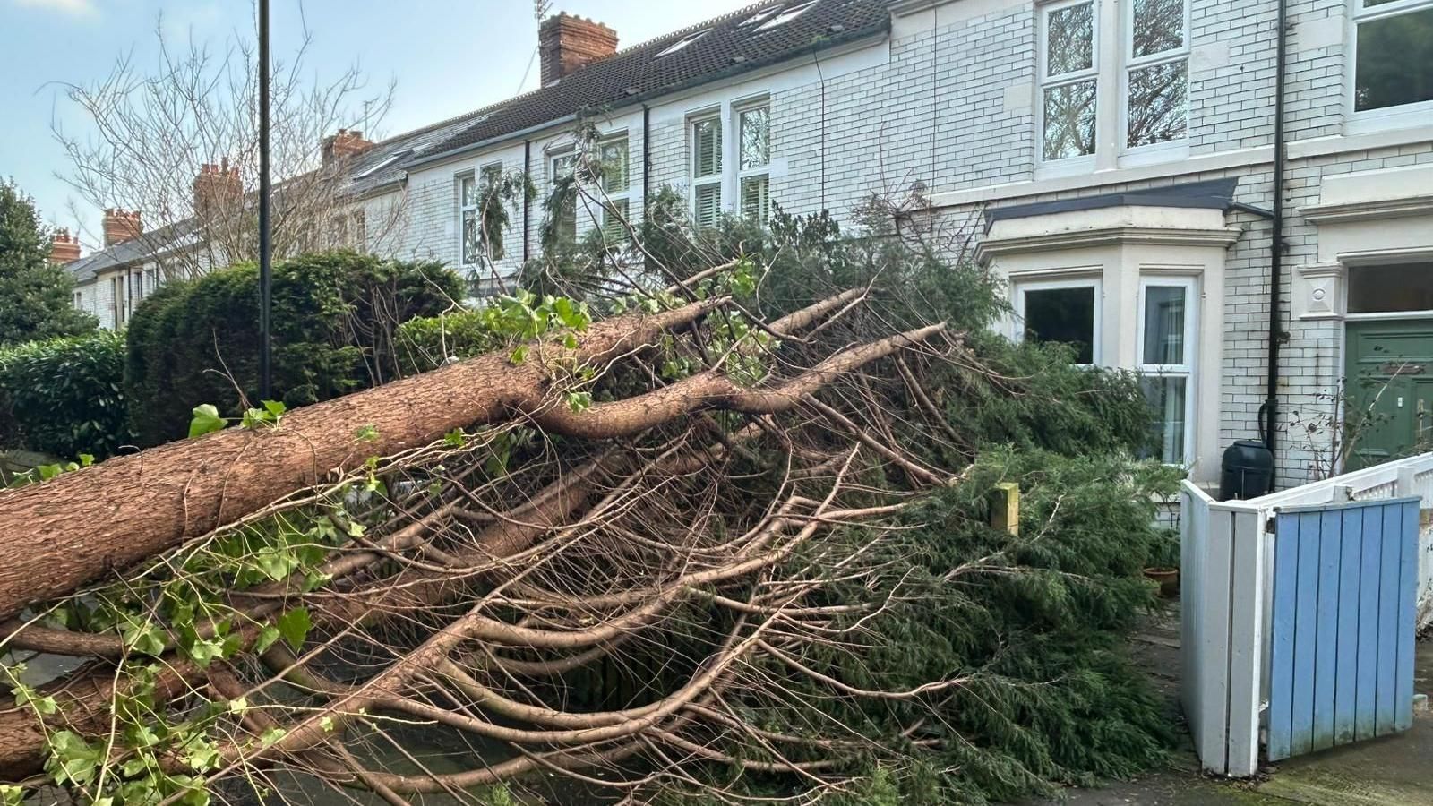Fallen tree trunk and branches blocking the front of a white house with a blue gate.