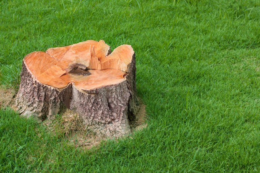 A tree stump with a carved seat on top, surrounded by green grass.