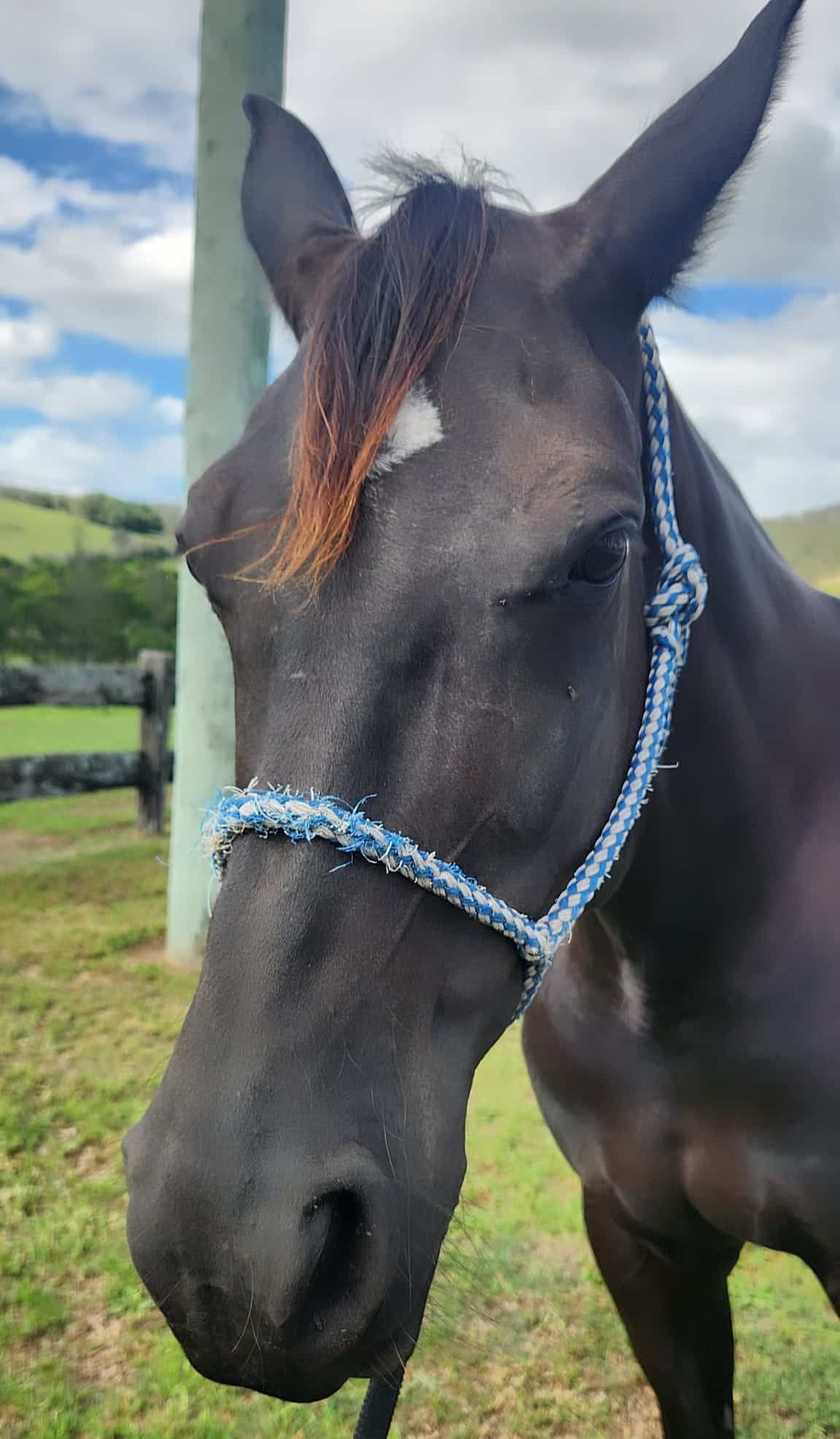 A Black Horse Wearing A Blue Halter Is Standing In A Field — Jono Battle Equine Services In Walkamin, QLD
