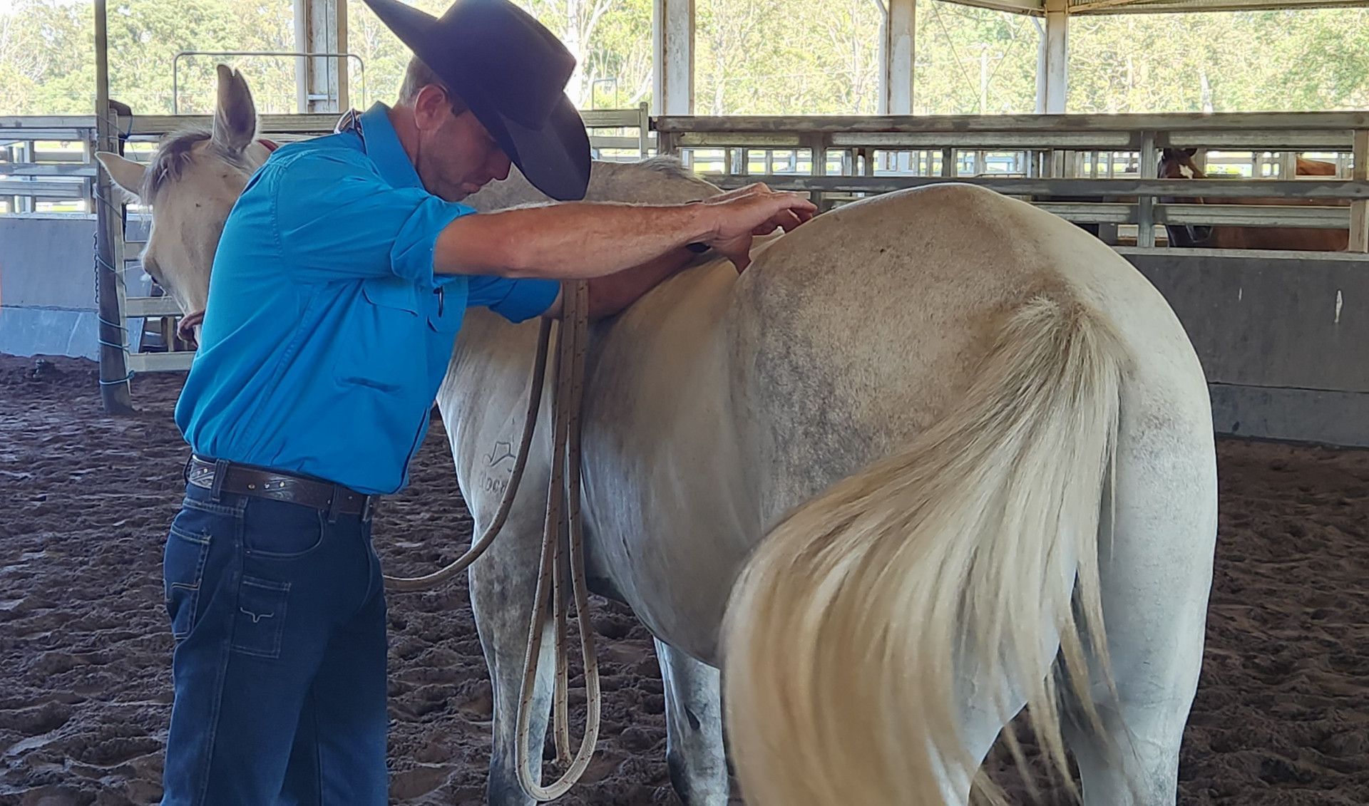 One Man Is Standing Next To A Beige Horse In A Fenced In Area — Jono Battle Equine Services In Walkamin, QLD