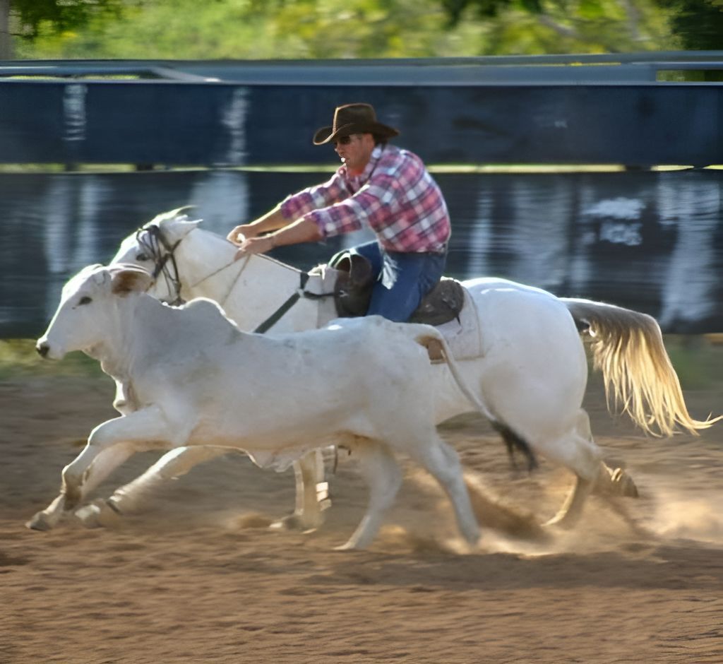 A Man Is Riding A White Horse With A Cow Behind Him — Jono Battle Equine Services In Walkamin, QLD