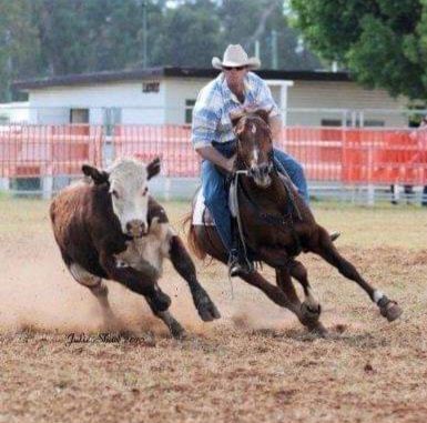 A Man Riding A Horse Chases A Cow In A Dirt Field — Jono Battle Equine Services In Toowoomba, QLD