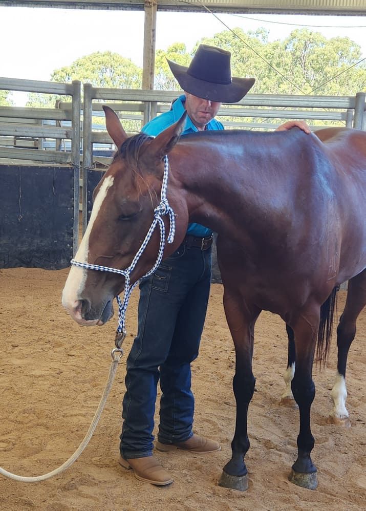 A Man In A Cowboy Hat Is Standing Next To A Brown Horse — Jono Battle Equine Services In Walkamin, QLD