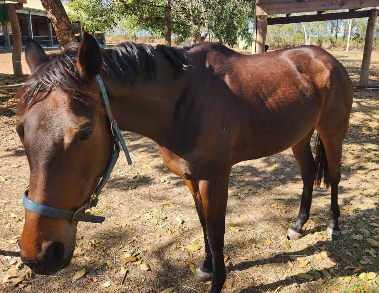 A Brown Horse With A Blue Bridle Is Standing In The Dirt — Jono Battle Equine Services In Toowoomba, QLD