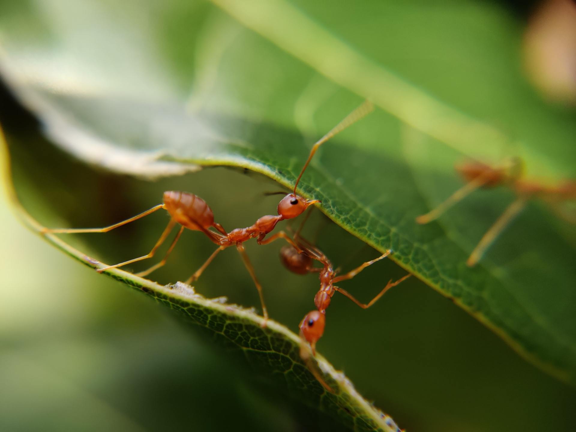Deux fourmis rouges touchant leurs antennes sur une feuille verte ; arrière-plan flou avec la lumière du soleil.
