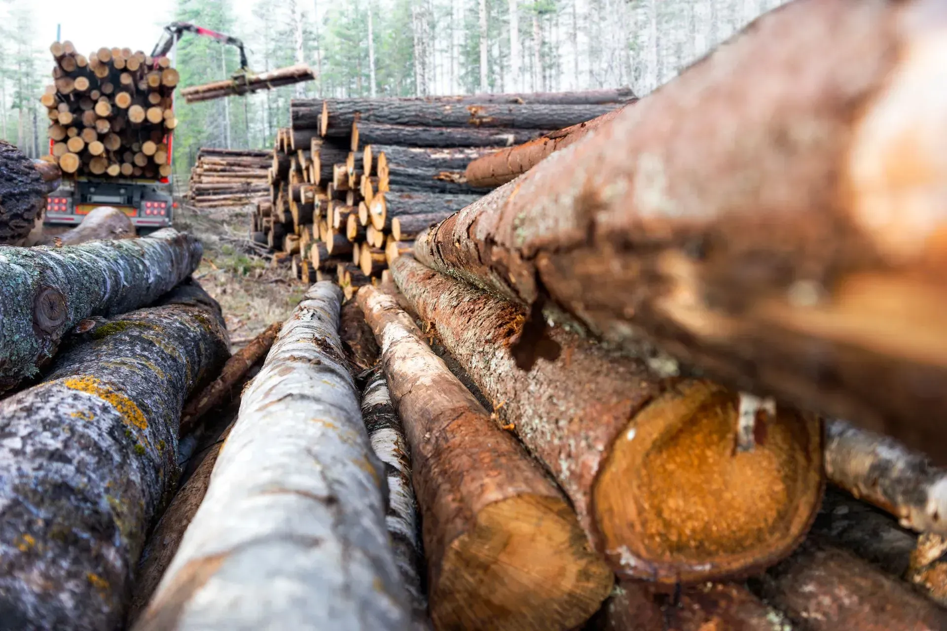 Logs piled in a forest clearing; a truck being loaded by a crane.