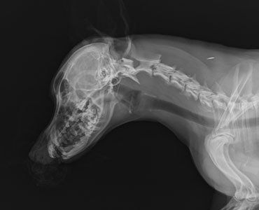 Dog X-ray — Freeville, NY — Elemental Pet Vets