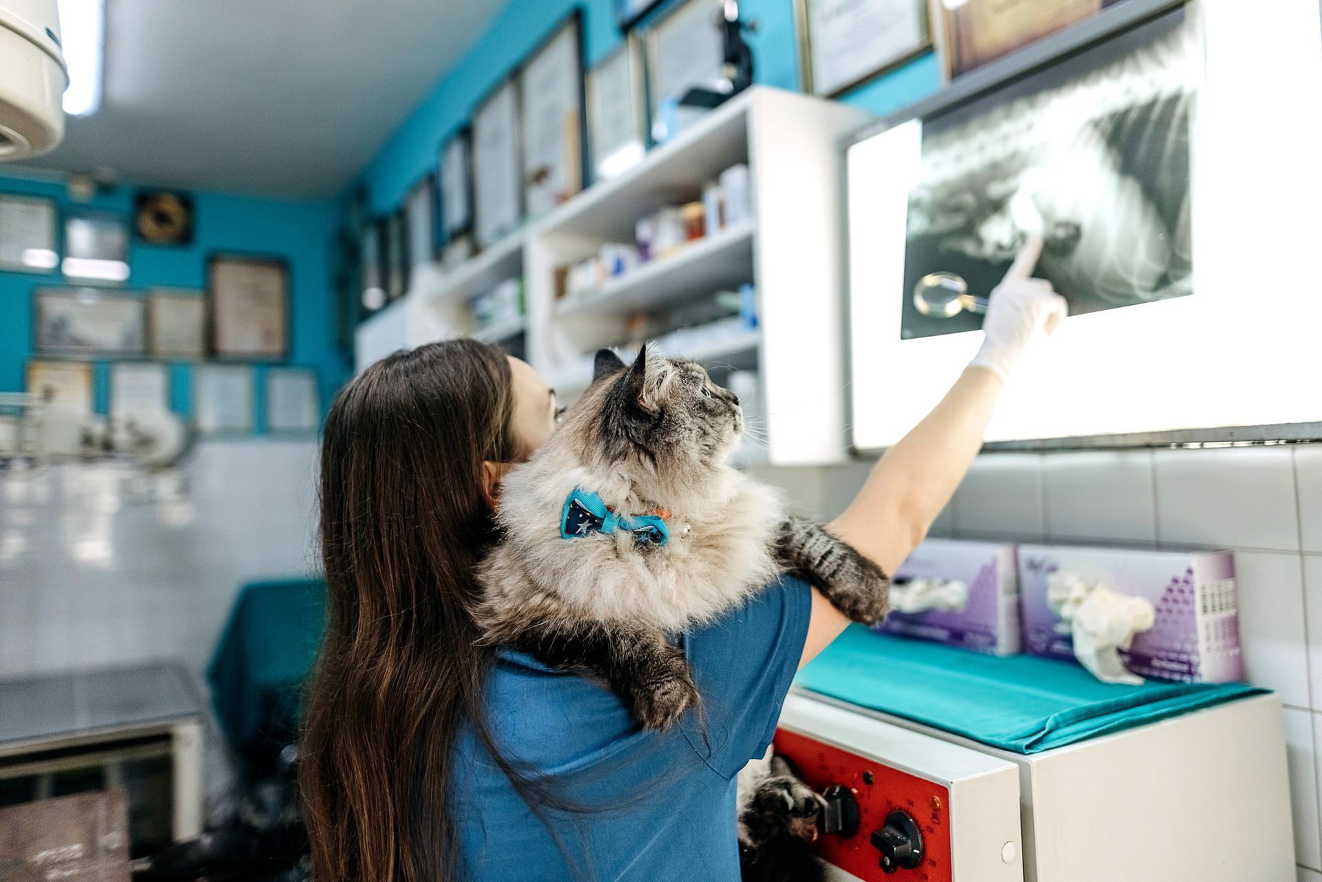 Veterinarian with cat on shoulder, pointing at x-ray on wall, representing veterinary neurosurgeons.
