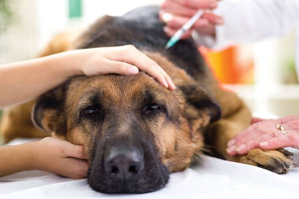 German Shepherd receiving veterinary care with an injection at Elemental Pet Vets. Veterinary Neuros