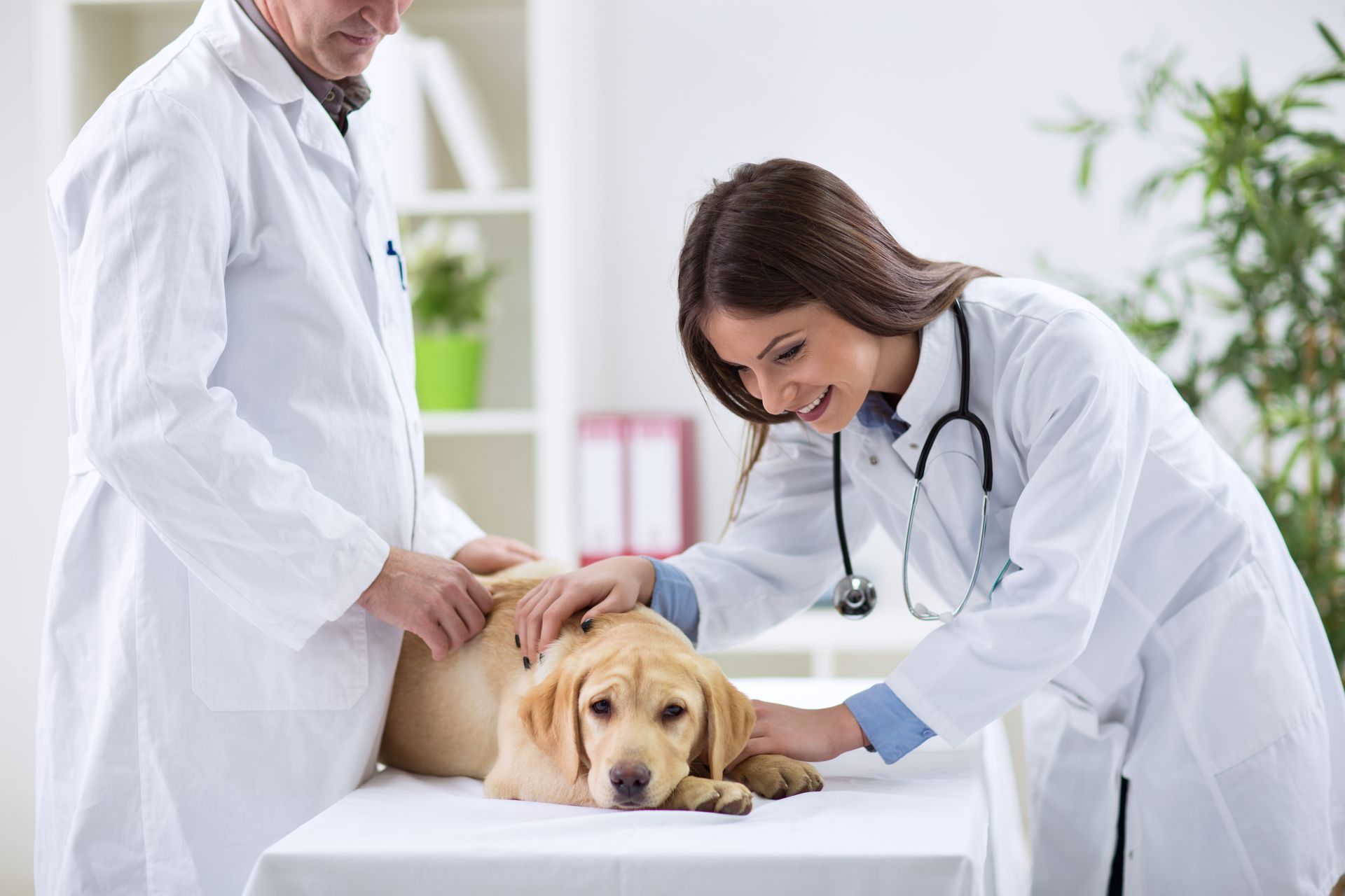 Two professionals in white coats assess a dog, highlighting their role as veterinary neurosurgeons i