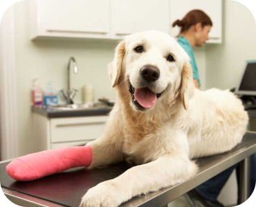 White Dog & Women — Freeville, NY — Elemental Pet Vets