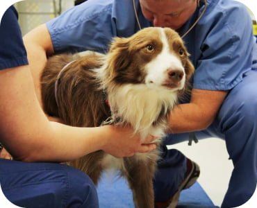 Man & Women Holding A Dog — Freeville, NY — Elemental Pet Vets