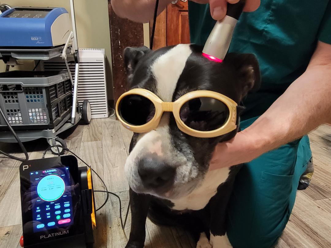 Black Dog — Freeville, NY — Elemental Pet Vets