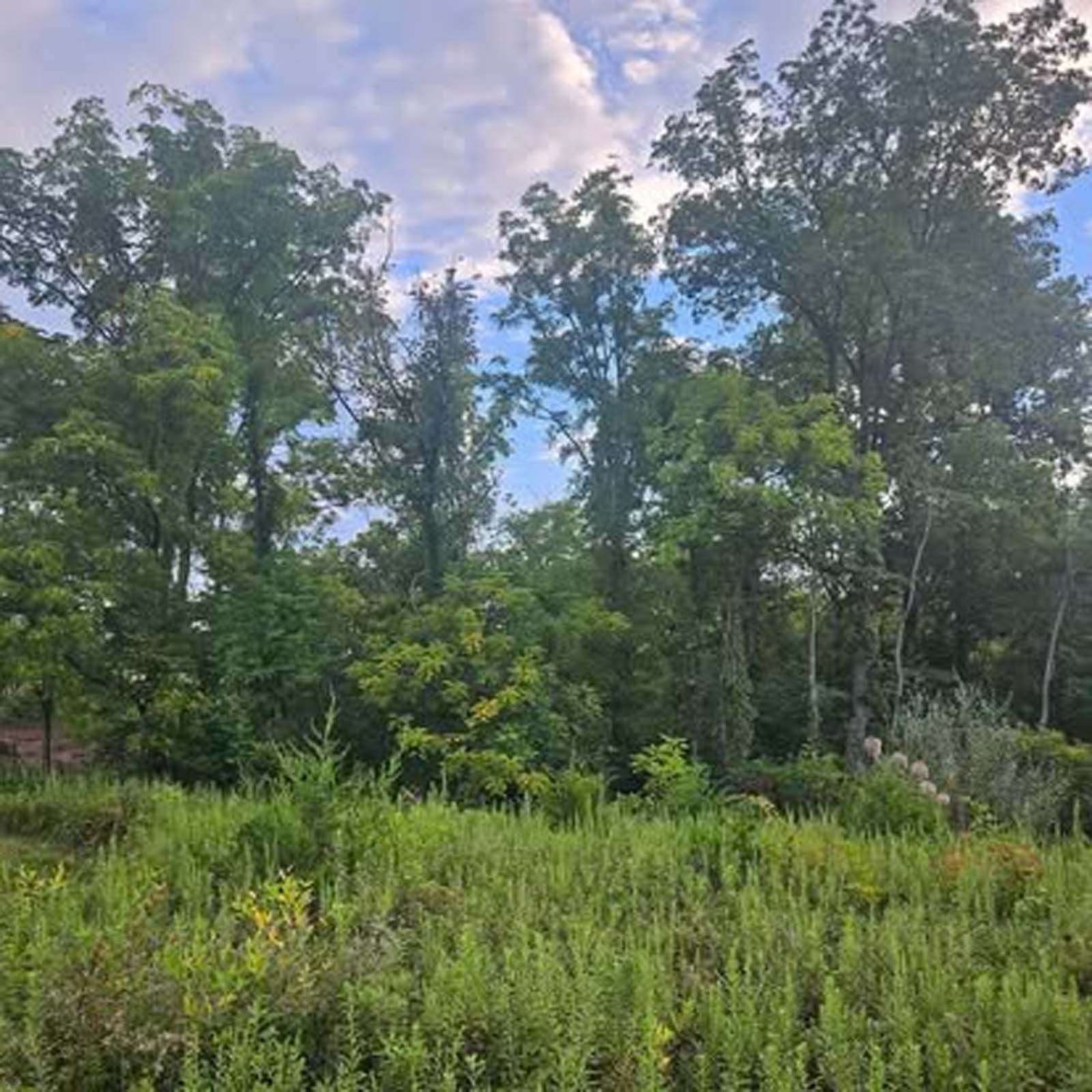 A field of tall grass and trees with a blue sky in the background