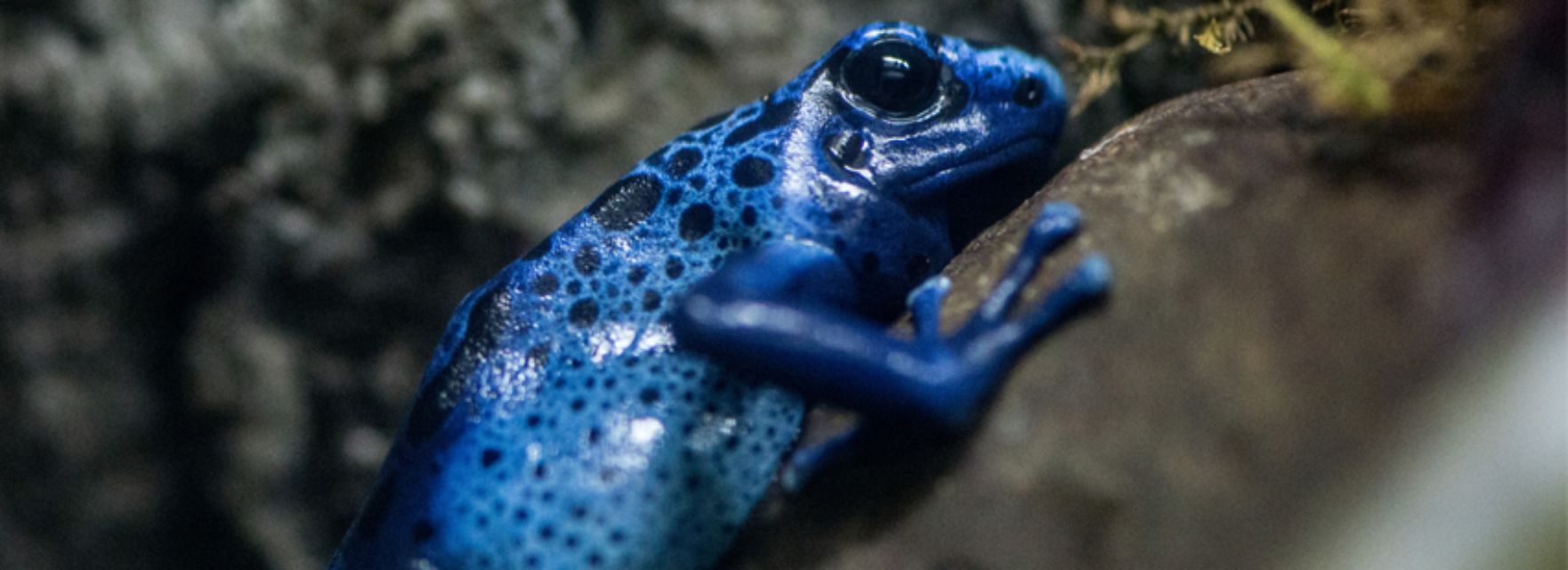 A blue frog is sitting on a rock.