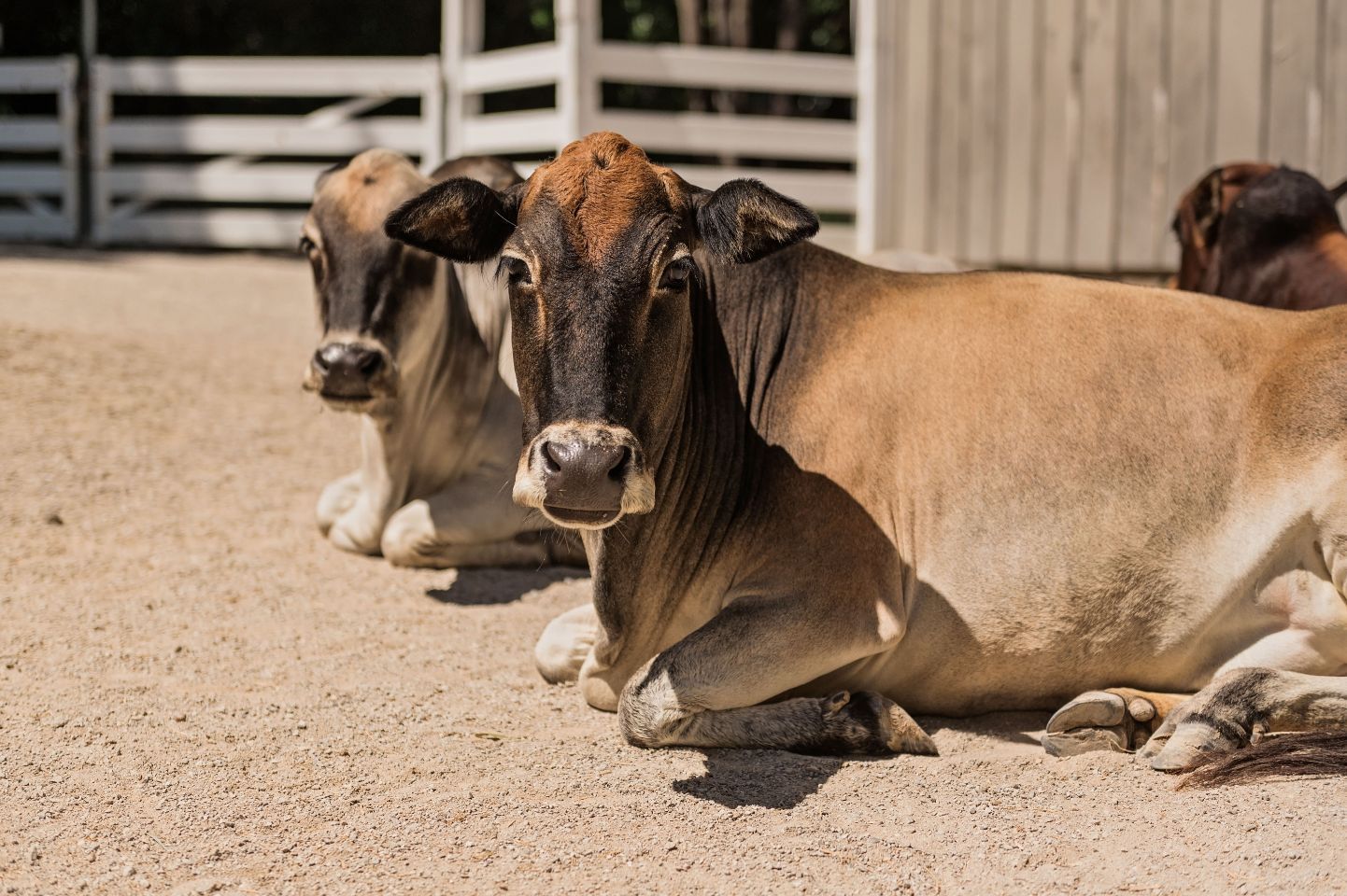 Three cows are laying down on the ground and looking at the camera.