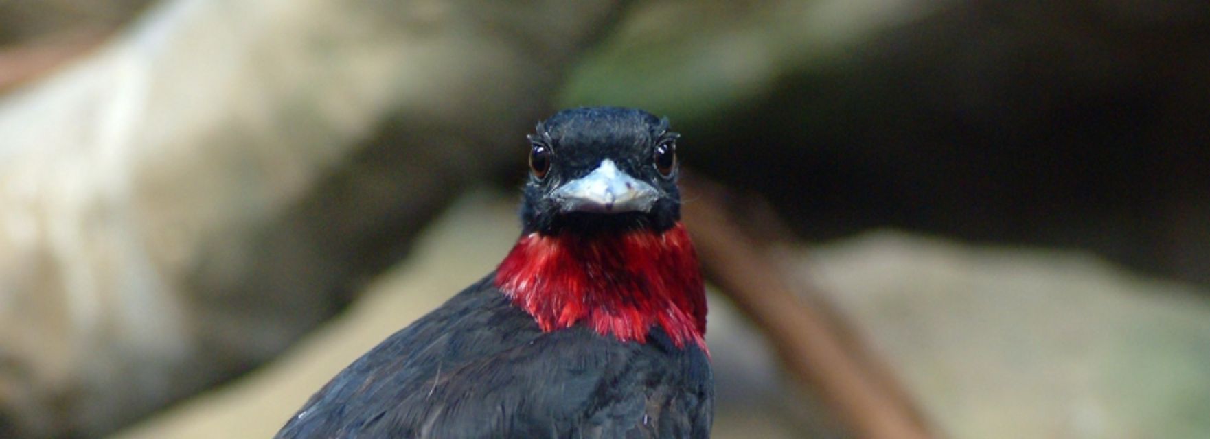 A black bird with a red beak is looking at the camera.