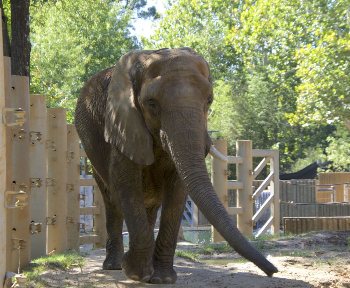 A large elephant with a long trunk standing in front of a wooden fence