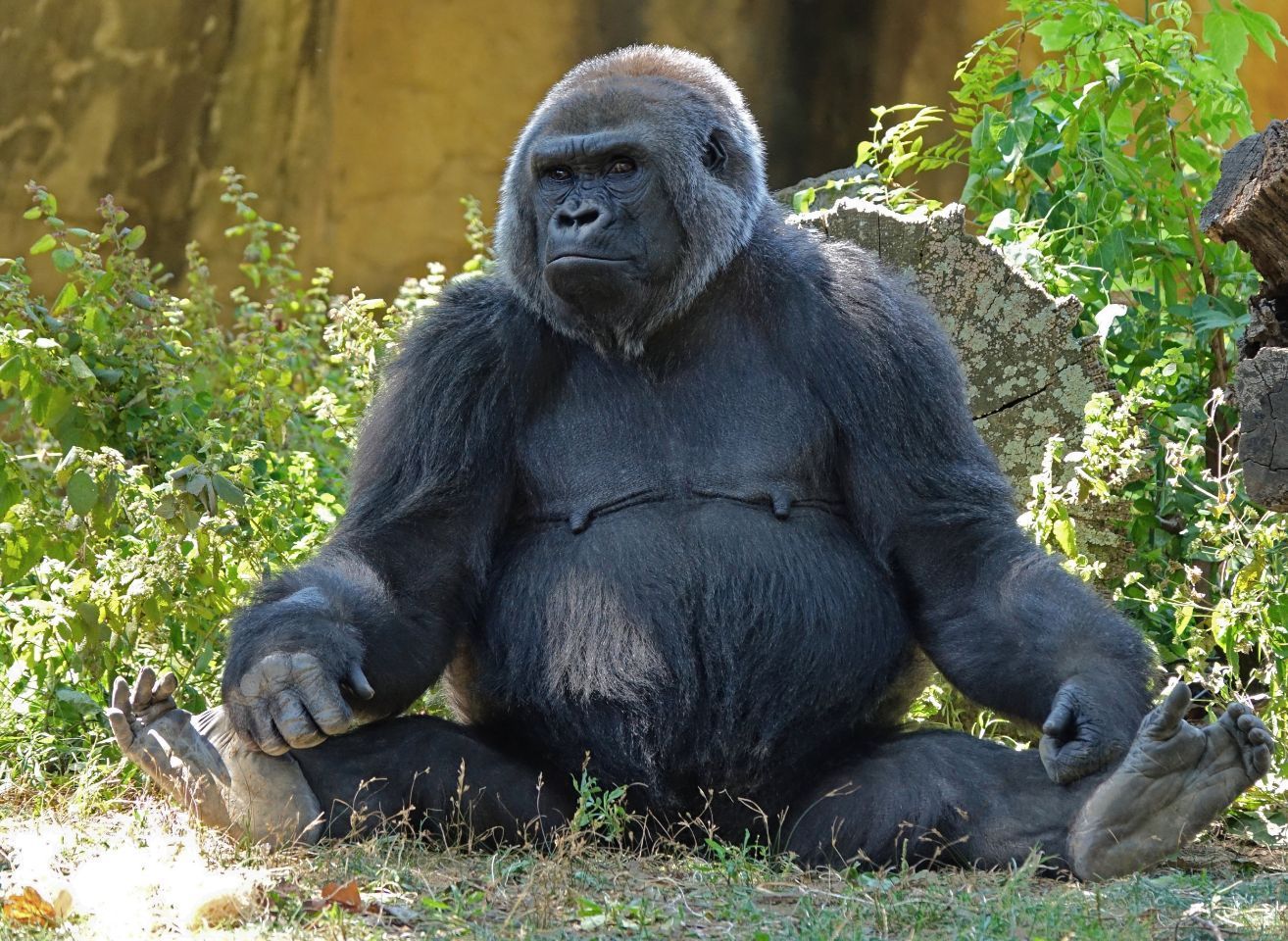 A gorilla is sitting on the ground with its legs crossed