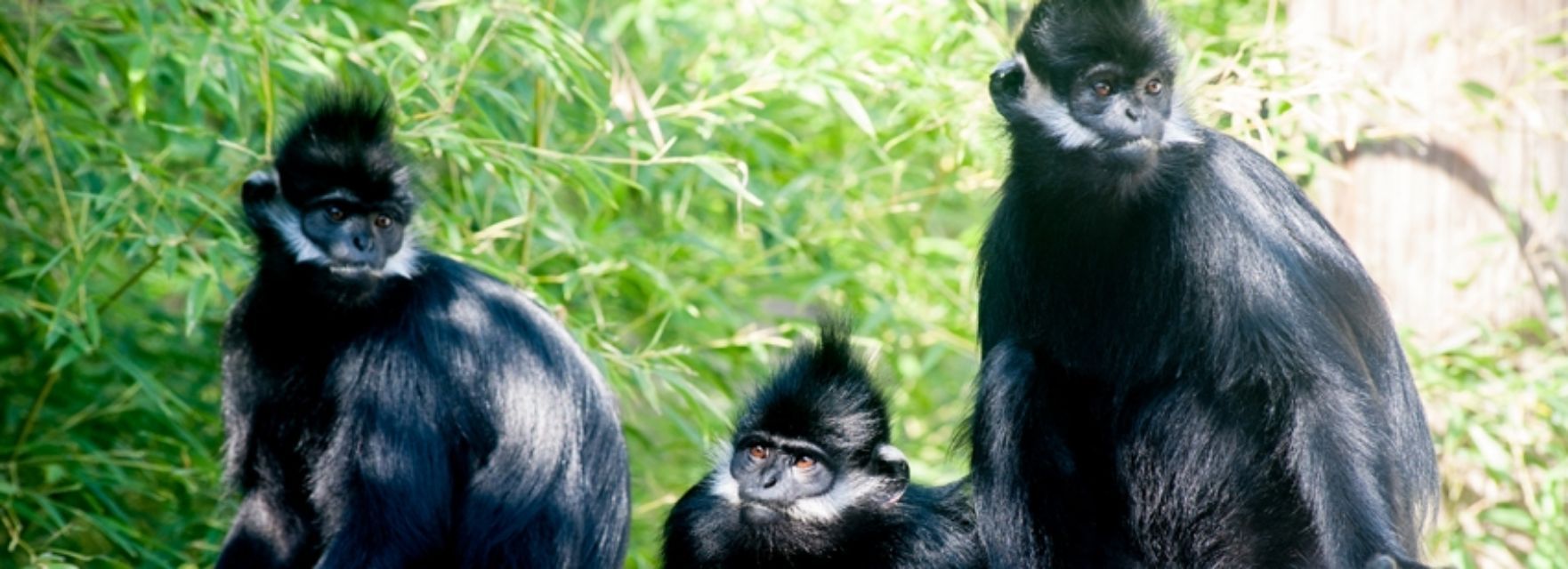 Three black monkeys are sitting on top of each other in the grass.