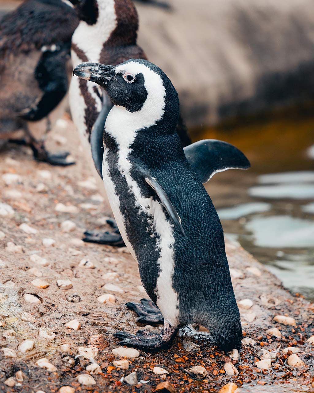 A black and white penguin is standing on a rock near a body of water.