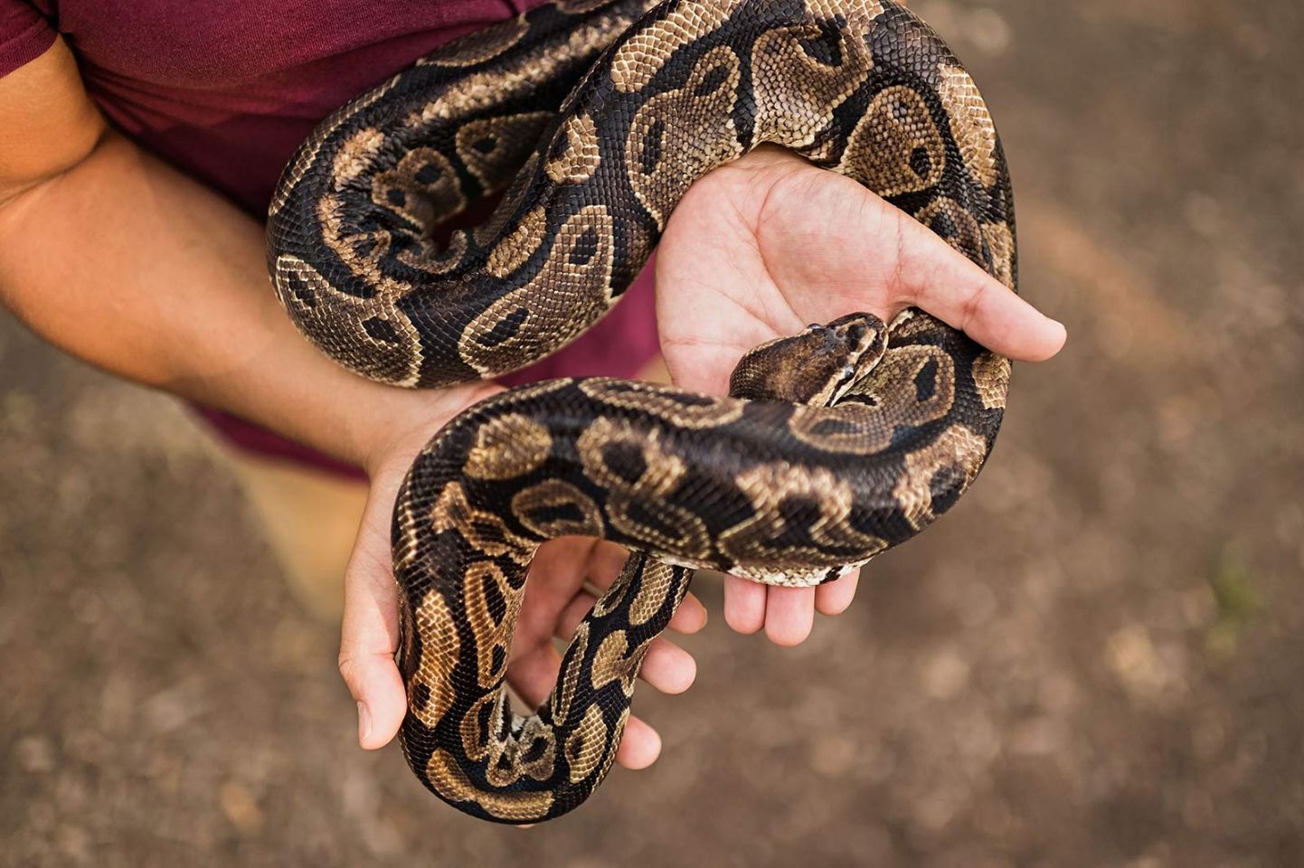 A person is holding a large snake in their hands.