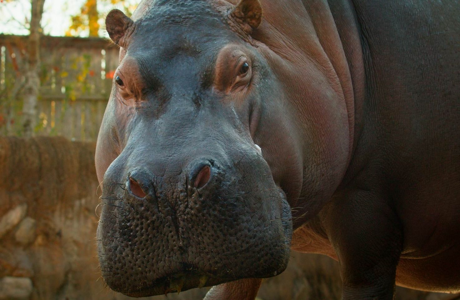 A close up of a hippopotamus looking at the camera.
