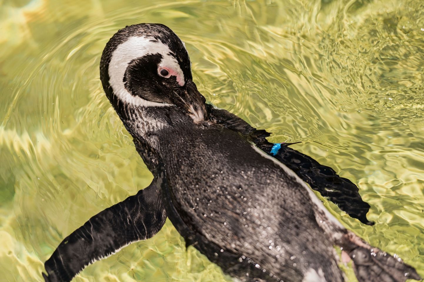 A black and white penguin is swimming in the water.