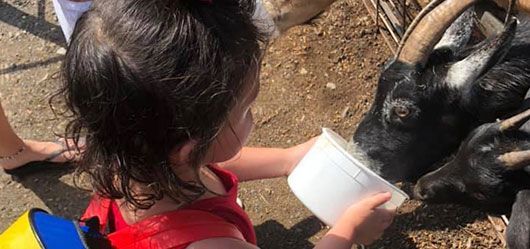 A little girl is feeding a goat from a white bowl.
