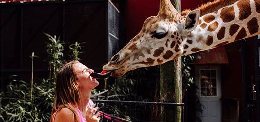 A woman is licking a giraffe 's nose with her tongue.