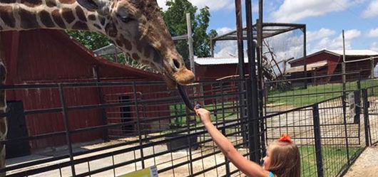 A girl is feeding a giraffe from a stick in a zoo.