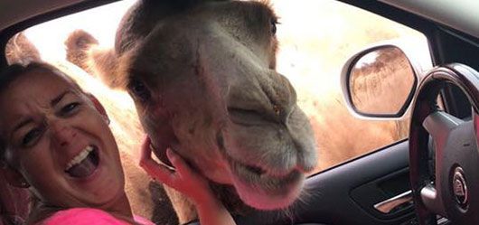 A woman is sitting in a car with a camel sticking its head out of the window.