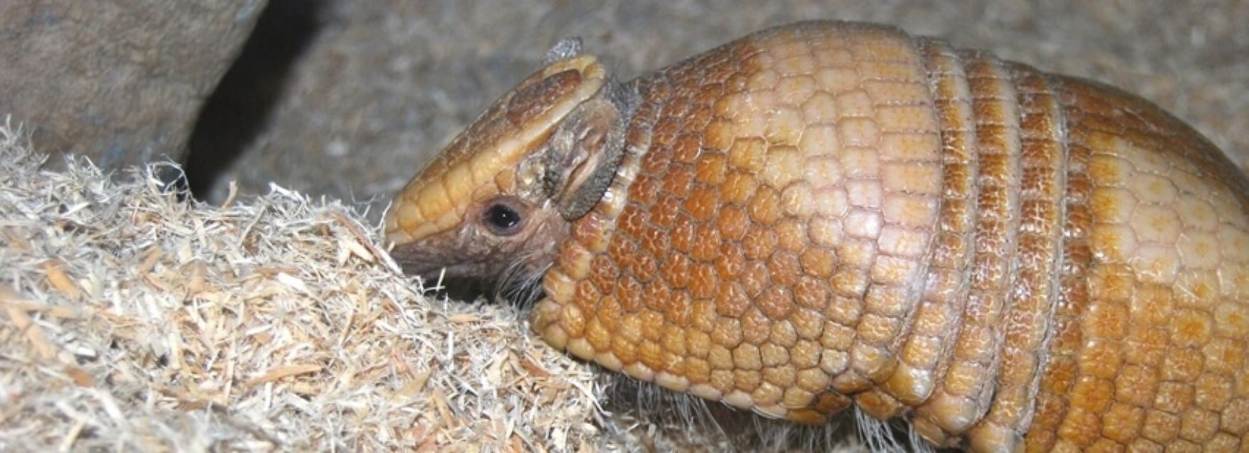 A close up of an armadillo eating a pile of hay.