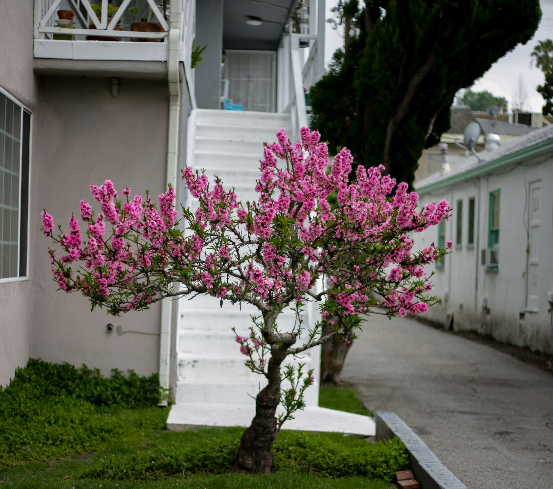 Pink flowering tree in front of a white staircase and building with a narrow walkway.