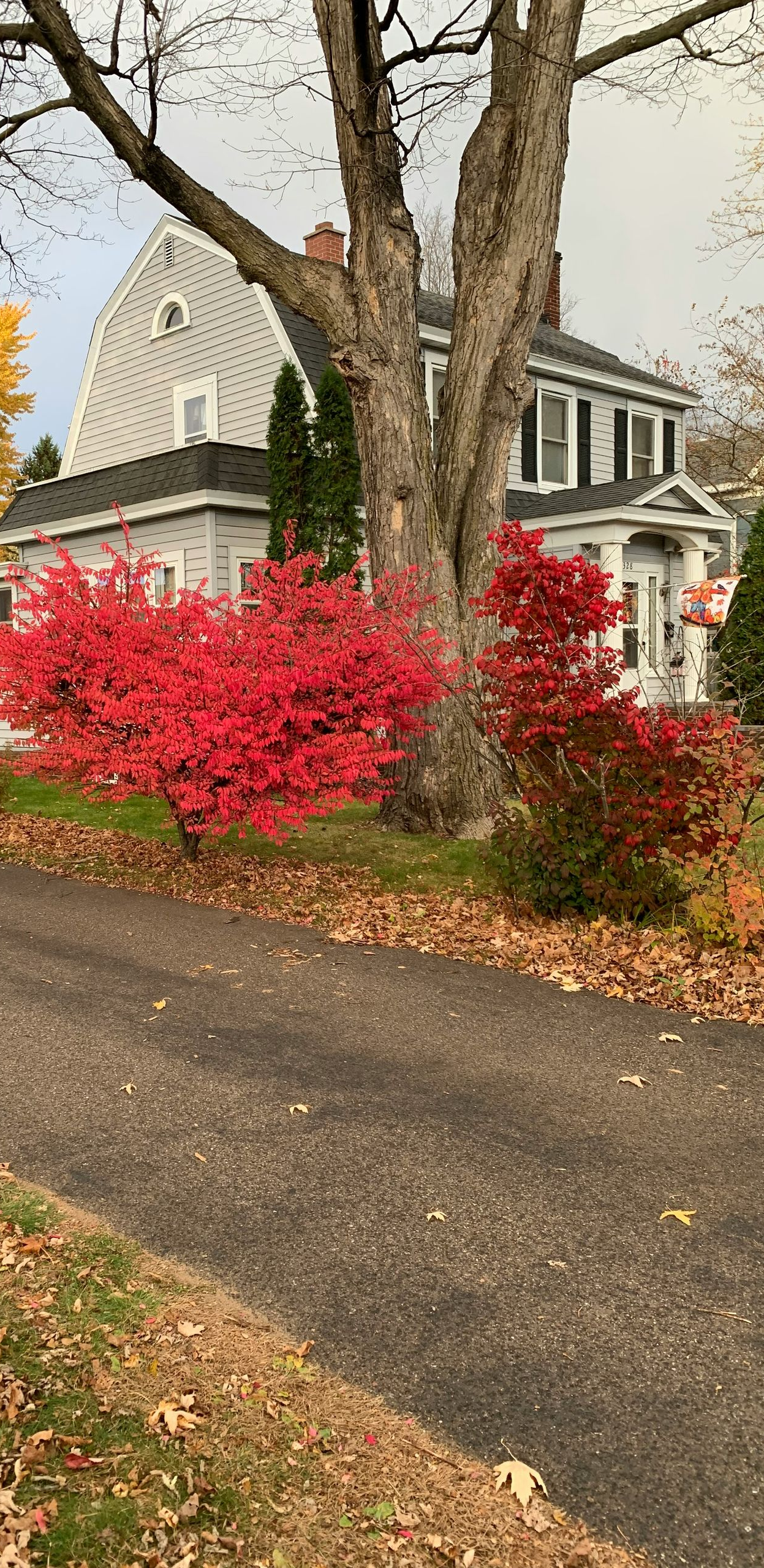 A gray house with black shutters, red and yellow fall foliage, and a driveway.