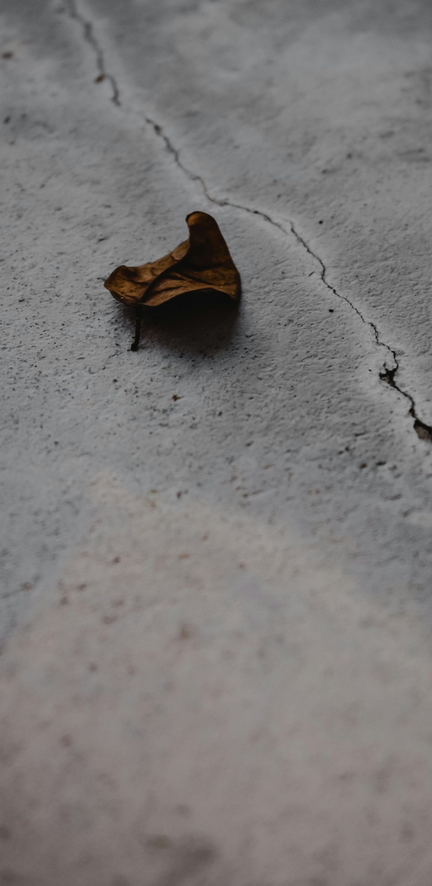 Dried brown leaf on a light gray, textured surface with a crack running through it.