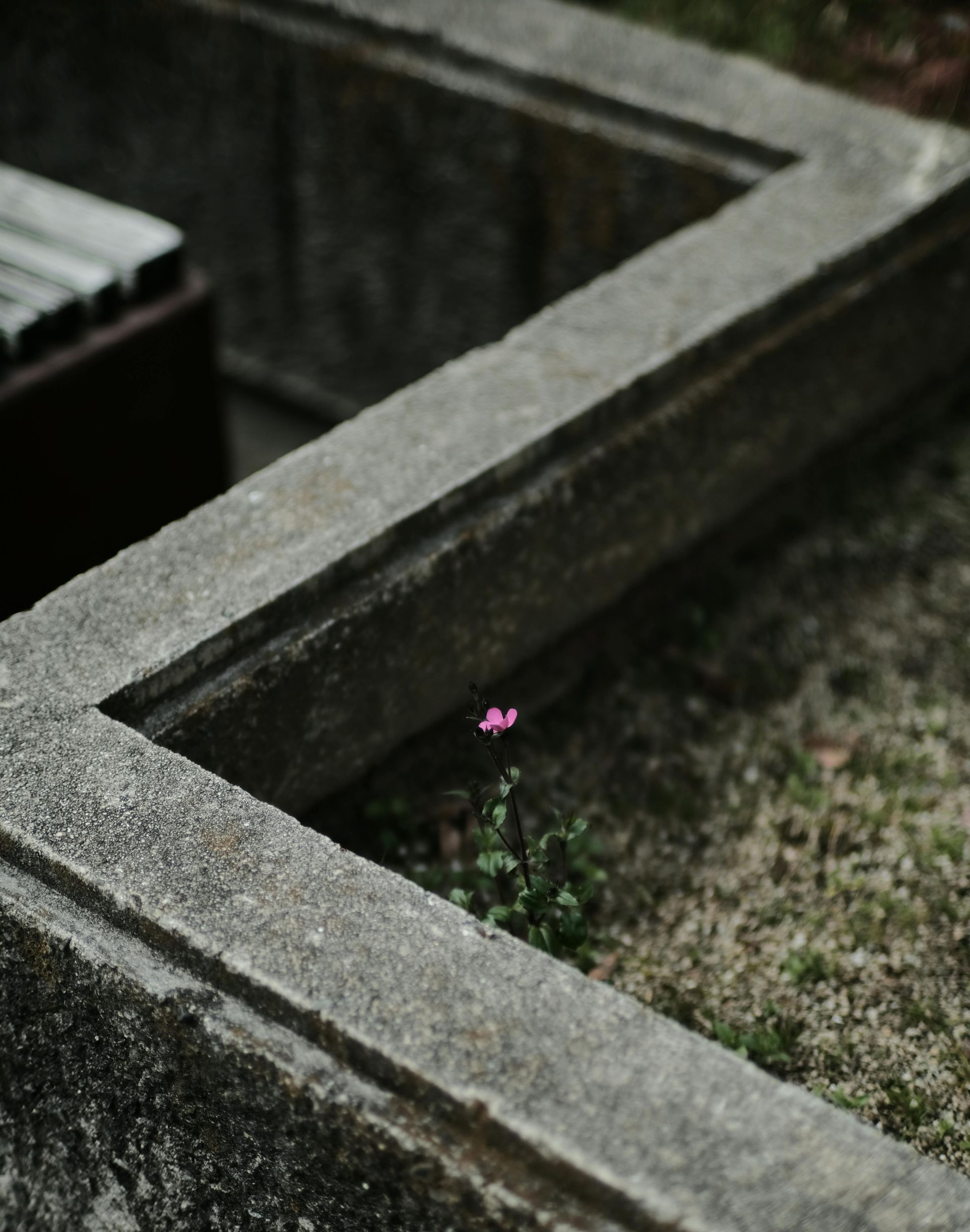 Concrete planter with a small pink flower growing in a corner of grass and soil