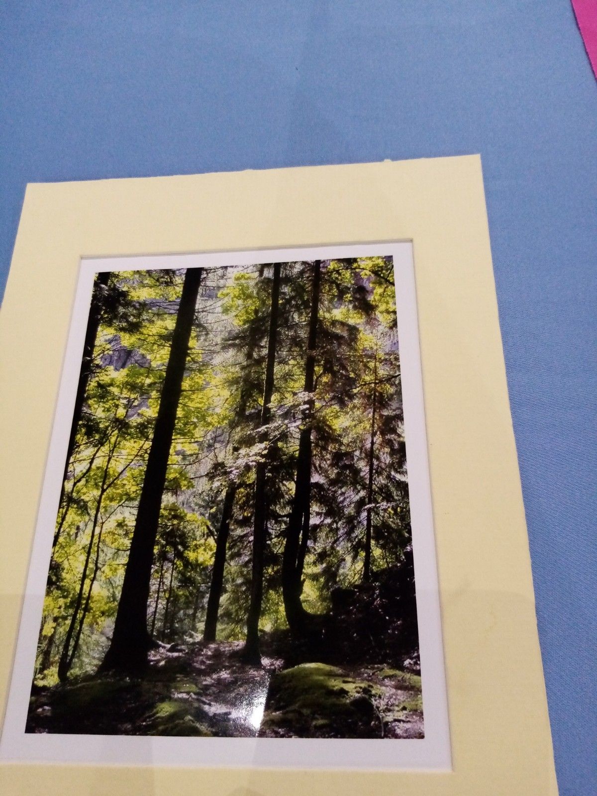 A picture of a forest in a yellow frame