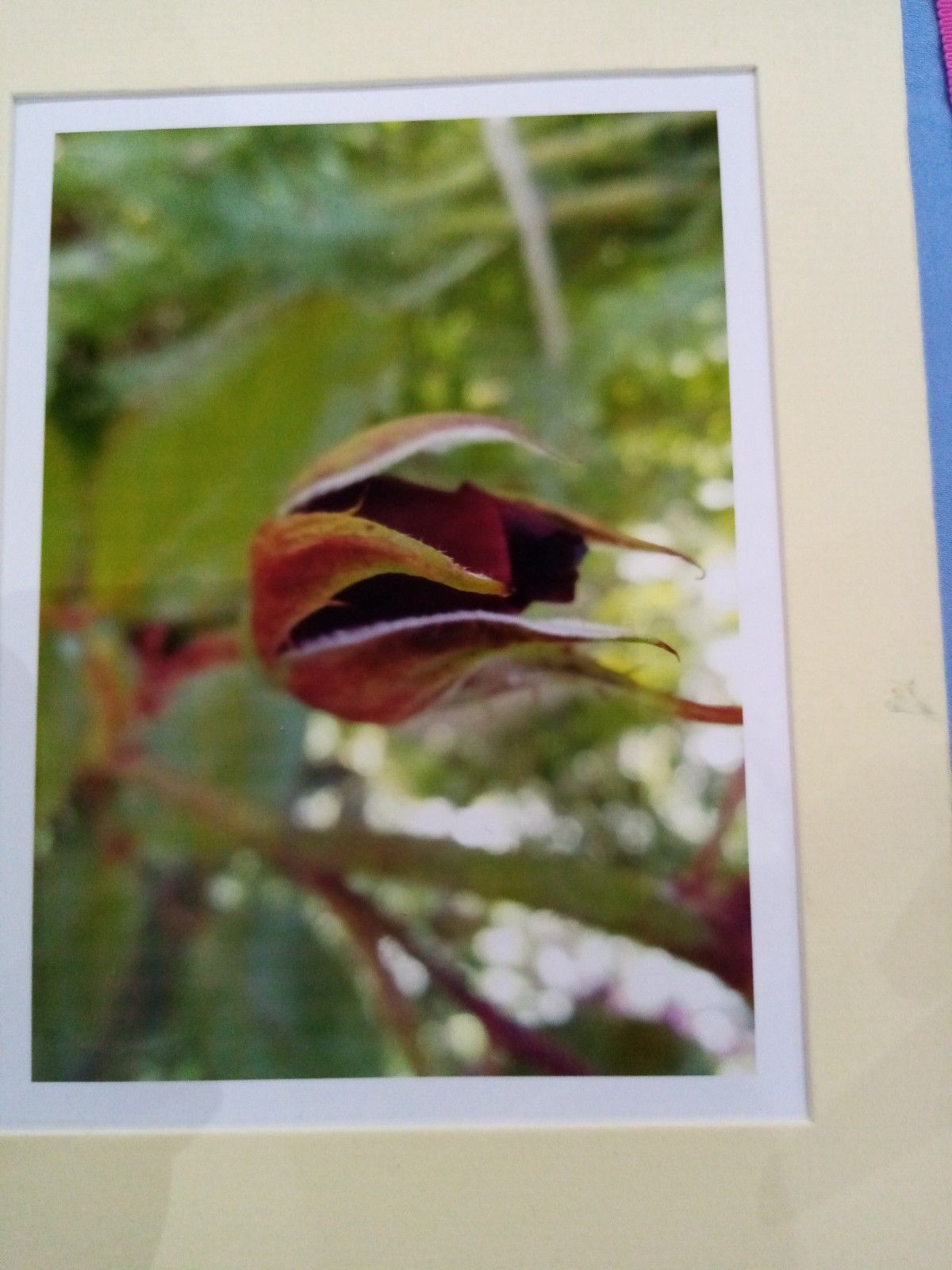 A picture of a flower in a frame on a table