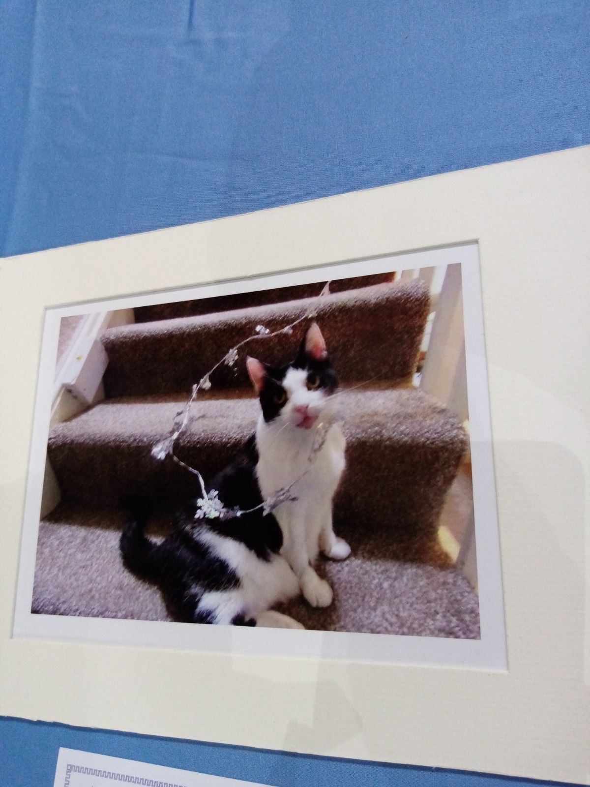 A black and white cat is sitting on a set of stairs