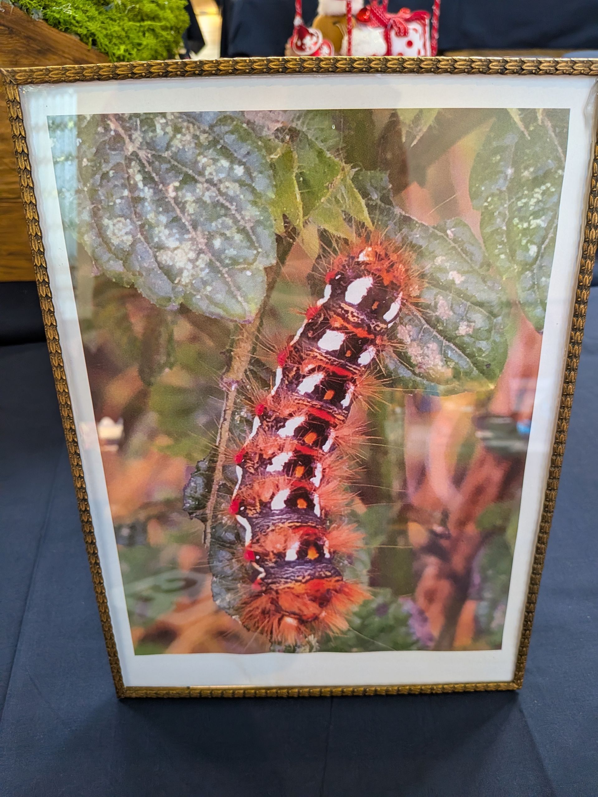 A framed photo of a colorful caterpillar on a leaf.