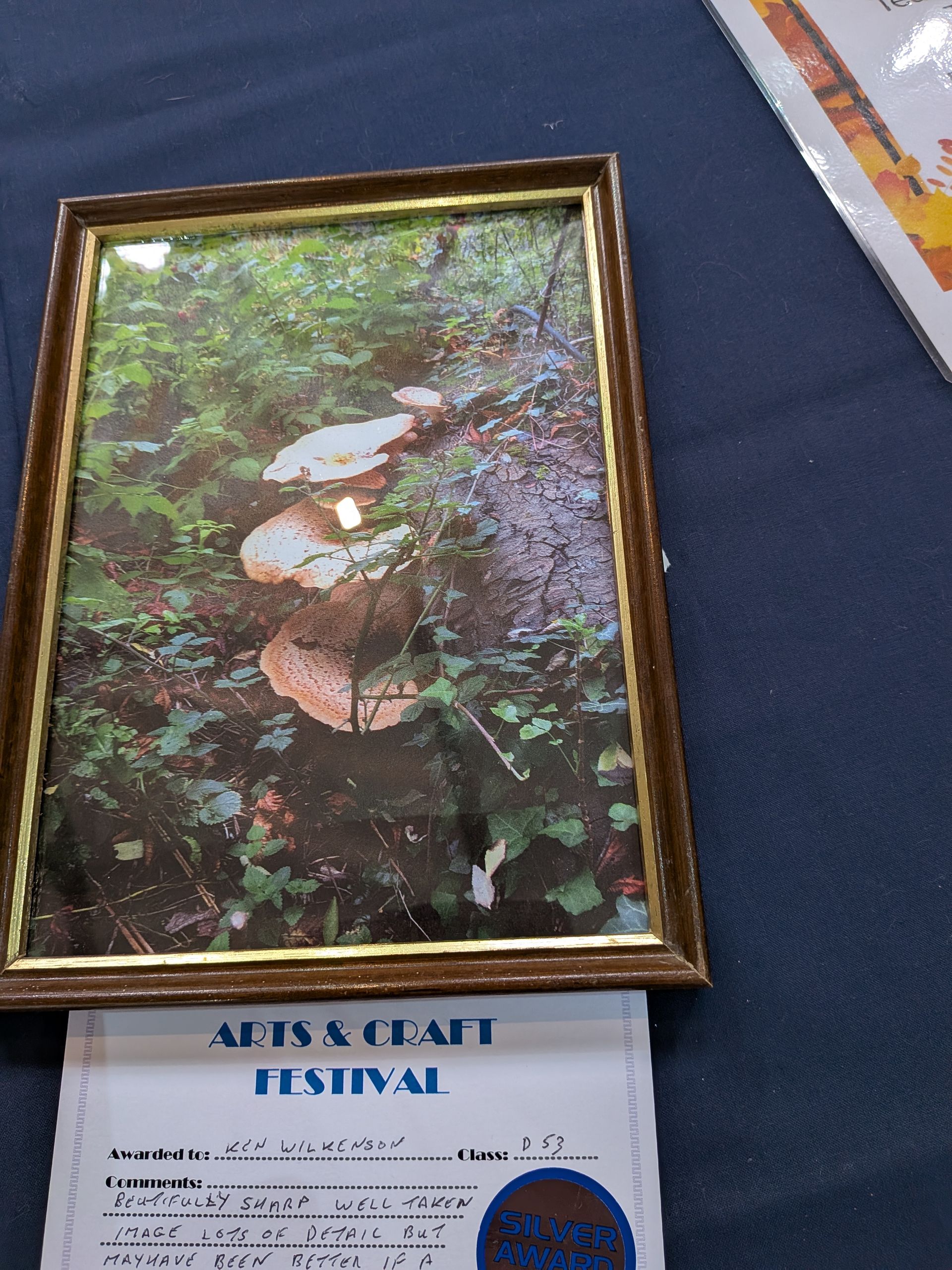 Framed photograph of shelf fungus on a tree in a forest, displayed at an Arts & Craft Festival.