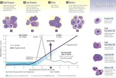 at what progesterone level does a dog ovulate