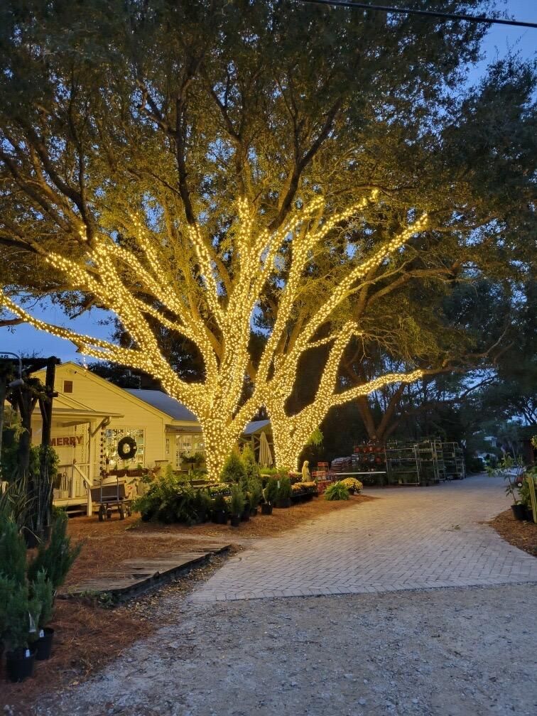 A large tree illuminated with warm white lights stands near a building and a brick driveway.