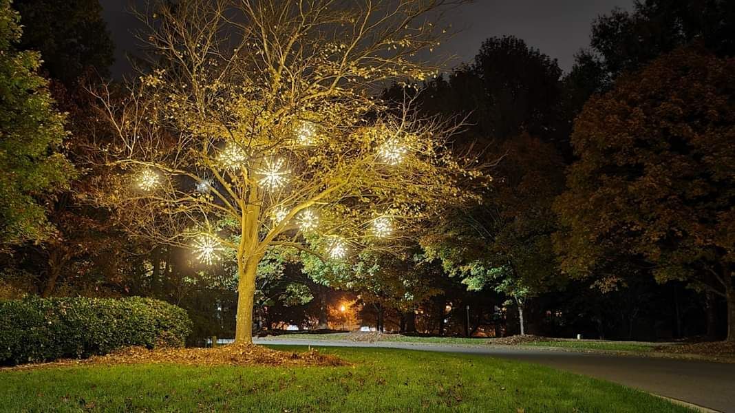 Bare tree lit with golden lights, in a dark park at night. Green grass in foreground.