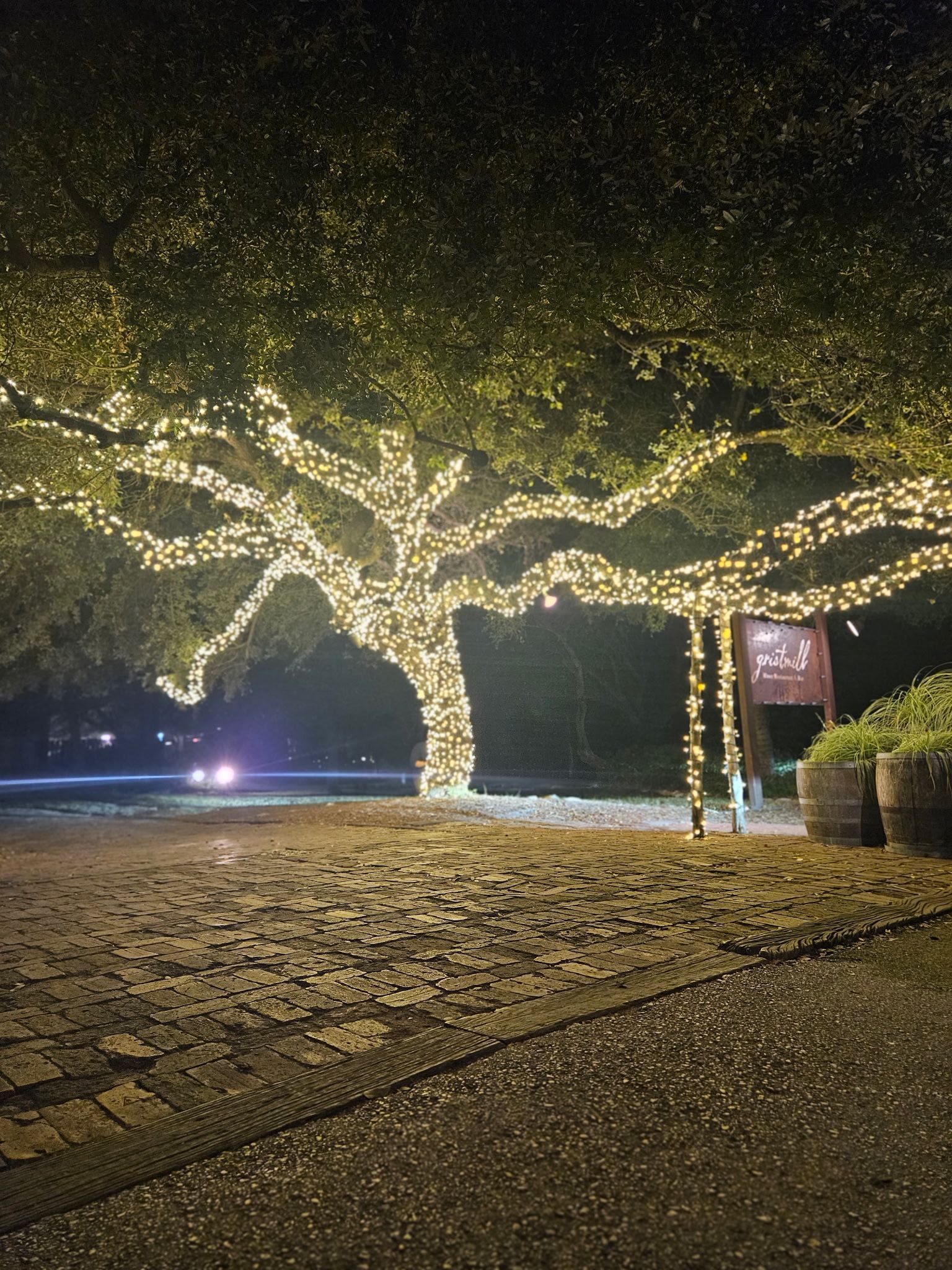 A large tree covered in twinkling golden lights near a sign and barrels, at night.