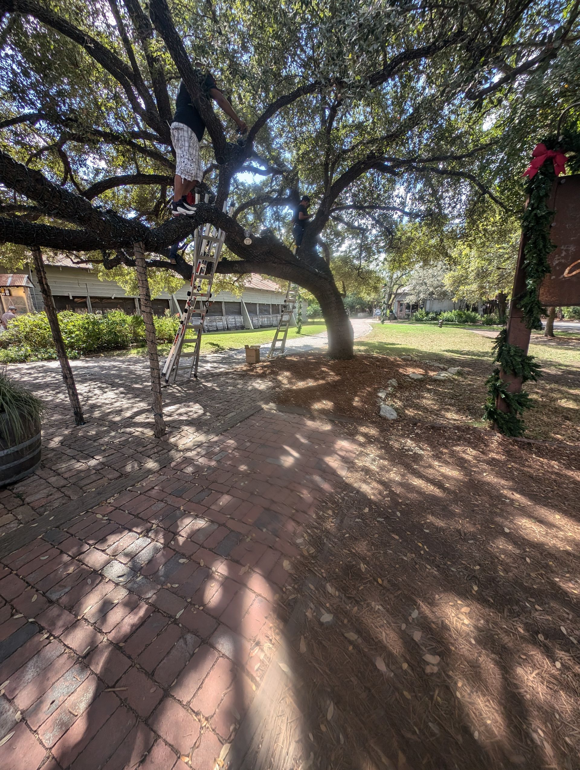 A brick-lined path leads to a large tree with dappled sunlight. A building is in the background.