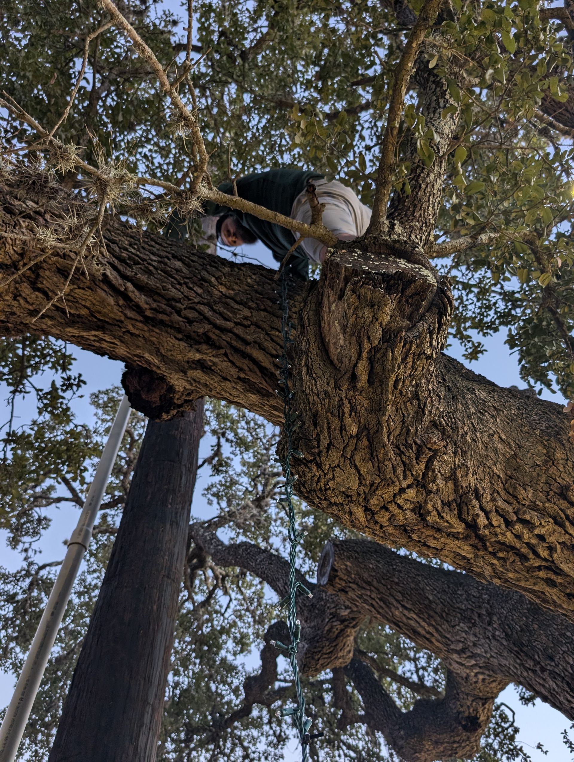 Person climbing a large tree with a thick, textured trunk. Sunlight filters through the branches.