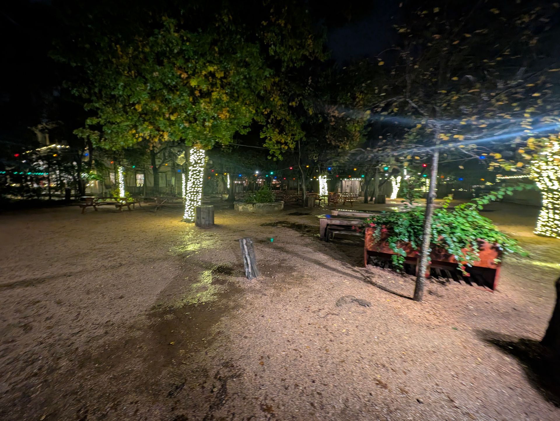 Night scene: Trees with holiday lights, an open area with gravel, some greenery, and other illuminated structures in the background.